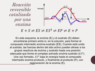 Reacción
reversible
catalizada
por una
enzima
𝐸 + 𝑆 ⇌ 𝐸𝑆 ⇌ 𝐸𝑆‡
⇌ 𝐸𝑃 ⇌ 𝐸 + 𝑃
En este esquema, la enzima (E) y el sustrato (S) deben
encontrarse primero entre sí, en la solución, para formar el
compuesto intermedio enzima-sustrato (ES). Cuando está unido
al sustrato, las fuerzas dentro del sitio activo pueden alinear a los
grupos reactivos de enzima y sustrato hasta una posición
adecuada que forme el complejo activado enzima sustrato (𝐸𝑆‡).
Una vez formado, 𝐸𝑆‡
baja en energía hasta el compuesto
intermedio enzima-producto, y finalmente al producto (P), con
regeneración de la enzima (E).
 