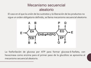 Mecanismo secuencial
aleatorio
El caso en el que la unión de los sustratos y la liberación de los productos no
sigue un orden obligatorio definido, se llama mecanismo secuencial aleatorio:
La fosforilación de glucosa por ATP para formar glucosa-6-fosfato, con
hexocinasa como enzima para el primer paso de la glucólisis se aproxima al
mecanismo secuencial aleatorio.
 