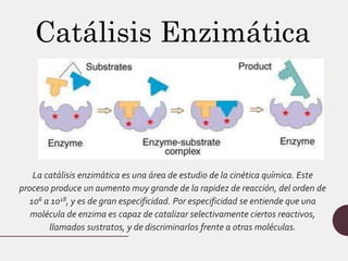 La catálisis enzimática es una área de estudio de la cinética química. Este
proceso produce un aumento muy grande de la rapidez de reacción, del orden de
106 a 1018, y es de gran especificidad. Por especificidad se entiende que una
molécula de enzima es capaz de catalizar selectivamente ciertos reactivos,
llamados sustratos, y de discriminarlos frente a otras moléculas.
Catálisis Enzimática
 