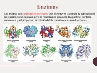 Las enzimas son catalizadores biológicos que disminuyen la energía de activación de
las reaccionesque catalizan, pero no modifican la constante deequilibrio. Por tanto
aceleran en igual proporción la velocidad dela reacción en las dos direcciones.
Enzimas
 