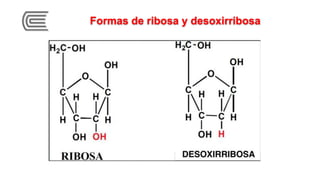 Dominion Ribosa LOS CARBOHIDRATOS Y PROTEINAS EN El METABOLISMO. | PDF
