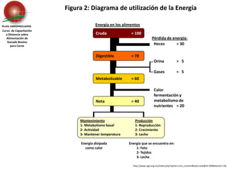 Figura 2: Diagrama de utilización de la Energía  Energía en los alimentos Curso  de Capacitación a Distancia sobre Alimentación de Ganado Bovino  para Carne Cruda	= 100 Pérdida de energía: Heces	= 30 Orina	=   5 Gases	=   5 Calor fermentación y metabolismo de nutrientes	= 20 Digestible	= 70 Metabolizable	= 60 Neta	= 40 Mantenimiento 1- Metabolismo basal 2- Actividad 3- Mantener temperatura Producción 1- Reproducción 2- Crecimiento 3- Leche Energía disipada como calor Energía que se encuentra en: 	1- Feto 	2- Tejidos 	3- Leche http://www.ugrj.org.mx/index.php?option=com_content&task=view&id=390&Itemid=138 