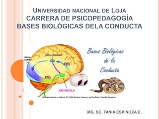 UNIVERSIDAD NACIONAL DE LOJA
CARRERA DE PSICOPEDAGOGÍA
BASES BIOLÓGICAS DELA CONDUCTA
MG. SC. TANIA ESPINOZA C.
1
 