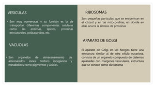 VESICULAS
• Son muy numerosas y su función es la de
transportar diferentes componentes celulares
como las enzimas, lípidos, proteínas
estructurales, polisacáridos, etc.
VACUOLAS
• Son organelos de almacenamiento de
aminoácidos, iones, fosforo inorgánico y
metabolitos como pigmentos y ácidos.
RIBOSOMAS
• Son pequeñas partículas que se encuentran en
el citosol y en las mitocondrias, en donde en
ellas ocurre la síntesis de proteínas.
APARATO DE GOLGI
• El aparato de Golgi en los hongos tiene una
estructura similar al de otra célula eucariota,
consiste de un organelo compuesto de cisternas
aplanadas con márgenes vesiculares, estructura
que se conoce como dictiosoma
 