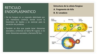 RETICULO
ENDOPLASMATICO
• De los hongos es un organelo delimitado por
una membrana continua, donde ocurre la
biosíntesis de lípidos y es esencial para la
secreción de proteínas
• También se dice que puede tener ribosomas
asociados y entonces se llama RE rugoso, o no
tener ribosomas asociados y llamarse RE liso.
Estructura de la célula fúngica:
A. Fragmento de hifa
B. B. Levadura
 