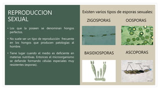 REPRODUCCION
SEXUAL
Existen varios tipos de esporas sexuales:
• Los que la poseen se denominan hongos
perfectos.
• No suele ser un tipo de reproducción frecuente
en los hongos que producen patologías al
hombre.
• Tiene lugar cuando el medio es deficiente en
materias nutritivas. Entonces el microorganismo
se defiende formando células especiales muy
resistentes (esporas).
ZIGOSPORAS OOSPORAS
ASCOPORAS
BASIDIOSPORAS
 