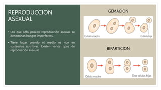 REPRODUCCION
ASEXUAL
• Los que sólo poseen reproducción asexual se
denominan hongos imperfectos.
• Tiene lugar cuando el medio es rico en
sustancias nutritivas. Existen varios tipos de
reproducción asexual:
GEMACION
BIPARTICION
 