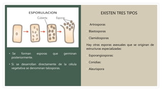 • Se forman esporas que germinan
posteriormente.
• Si se desarrollan directamente de la célula
vegetativa se denominan talosporas.
• Artrosporas
• Blastosporas
• Clamidosporas
Hay otras esporas asexuales que se originan de
estructuras especializadas:
• Esporangiosporas:
• Conidias:
• Aleurispora
EXISTEN TRES TIPOS
 