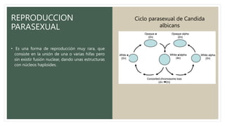 REPRODUCCION
PARASEXUAL
• Es una forma de reproducción muy rara, que
consiste en la unión de una o varias hifas pero
sin existir fusión nuclear, dando unas estructuras
con núcleos haploides.
Ciclo parasexual de Candida
albicans
 