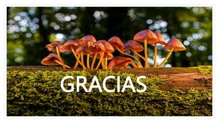 GRACIAS
 