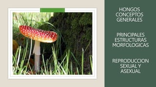 HONGOS
CONCEPTOS
GENERALES
PRINCIPALES
ESTRUCTURAS
MORFOLOGICAS
REPRODUCCION
SEXUAL Y
ASEXUAL
 