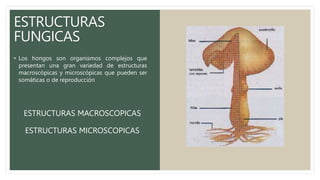 ESTRUCTURAS
FUNGICAS
• Los hongos son organismos complejos que
presentan una gran variedad de estructuras
macroscópicas y microscópicas que pueden ser
somáticas o de reproducción
ESTRUCTURAS MACROSCOPICAS
ESTRUCTURAS MICROSCOPICAS
 