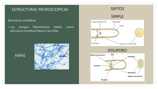 HIFAS
SEPTOS
ESTRUCTURAS MICROSCOPICAS
Estructuras somáticas.
• Los hongos filamentosos tienen como
estructura somática básica a las hifas.
SIMPLE
DOLIPORO
 