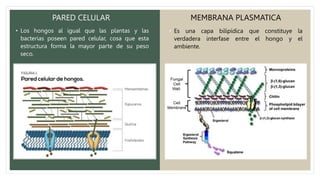 MEMBRANA PLASMATICA
PARED CELULAR
• Los hongos al igual que las plantas y las
bacterias poseen pared celular, cosa que esta
estructura forma la mayor parte de su peso
seco.
• Es una capa bilipídica que constituye la
verdadera interfase entre el hongo y el
ambiente.
 