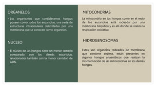ORGANELOS
• Los organismos que consideramos hongos
poseen como todos los eucariotas, una serie de
estructuras intracelulares delimitadas por una
membrana que se conocen como organelos.
NUCLEO
• El núcleo de los hongos tiene un menor tamaño
comparado con los demás eucariotas,
relacionados también con la menor cantidad de
ADN.
MITOCONDRIAS
• La mitocondria en los hongos como en el resto
de los eucariotas está rodeada por una
membrana bilipídica y es allí donde se realiza la
respiración oxidativa.
HIDROGENOSOMAS
• Estos son organelos rodeados de membrana
que contiene enzima, están presentes en
algunos hongos anaeróbicos que realizan la
misma función de las mitocondrias en los demás
hongos.
 