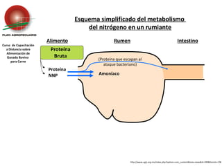 Alimento Rumen Intestino Esquema simplificado del metabolismo  del nitrógeno en un rumiante http://www.ugrj.org.mx/index.php?option=com_content&task=view&id=390&Itemid=138 Curso  de Capacitación a Distancia sobre Alimentación de Ganado Bovino  para Carne Proteína  Bruta  Proteína NNP (Proteína que escapan al ataque bacteriano) Amoníaco 