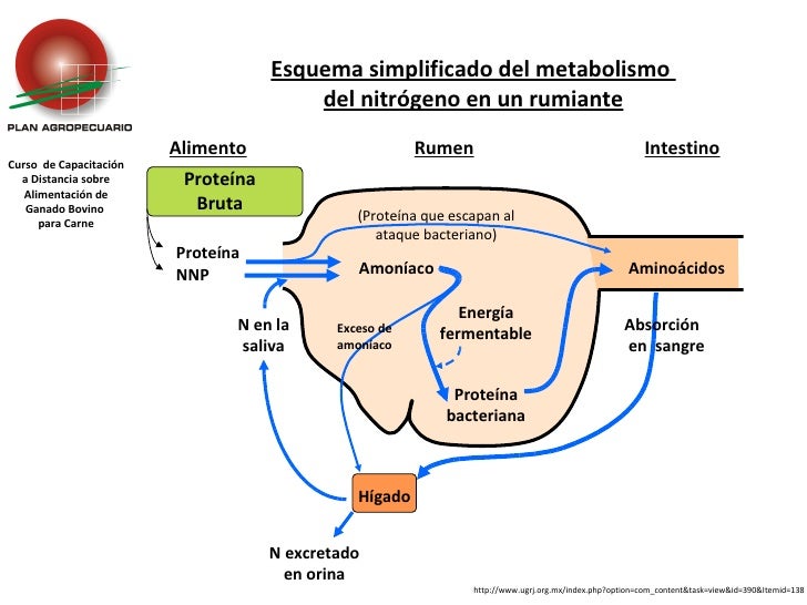 Breve guía de dieta acelerar metabolismo pdf