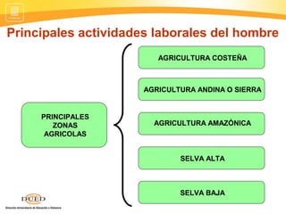 Principales actividades laborales del hombre
PRINCIPALES
ZONAS
AGRICOLAS
AGRICULTURA COSTEÑA
AGRICULTURA ANDINA O SIERRA
AGRICULTURA AMAZÓNICA
SELVA ALTA
SELVA BAJA
 