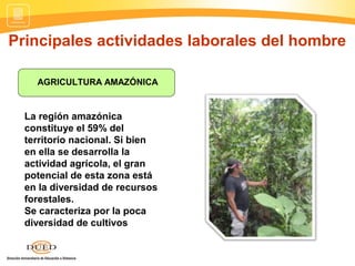 Principales actividades laborales del hombre
AGRICULTURA AMAZÓNICA
La región amazónica
constituye el 59% del
territorio nacional. Si bien
en ella se desarrolla la
actividad agrícola, el gran
potencial de esta zona está
en la diversidad de recursos
forestales.
Se caracteriza por la poca
diversidad de cultivos
 