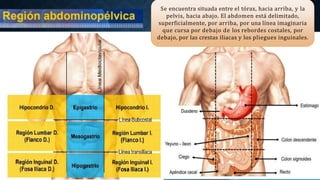 SEMANA 5-Planos y regiones Anatomicas.pptx
