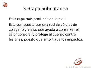3.-Capa Subcutanea
Es la capa más profunda de la piel.
Está compuesta por una red de células de
colágeno y grasa, que ayuda a conservar el
calor corporal y protege el cuerpo contra
lesiones, puesto que amortigua los impactos.
 