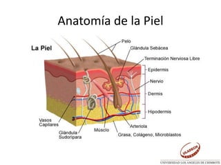 Anatomía de la Piel
 