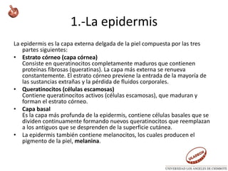 1.-La epidermis
La epidermis es la capa externa delgada de la piel compuesta por las tres
partes siguientes:
• Estrato córneo (capa córnea)
Consiste en queratinocitos completamente maduros que contienen
proteínas fibrosas (queratinas). La capa más externa se renueva
constantemente. El estrato córneo previene la entrada de la mayoría de
las sustancias extrañas y la pérdida de fluidos corporales.
• Queratinocitos (células escamosas)
Contiene queratinocitos activos (células escamosas), que maduran y
forman el estrato córneo.
• Capa basal
Es la capa más profunda de la epidermis, contiene células basales que se
dividen continuamente formando nuevos queratinocitos que reemplazan
a los antiguos que se desprenden de la superficie cutánea.
• La epidermis también contiene melanocitos, los cuales producen el
pigmento de la piel, melanina.
 