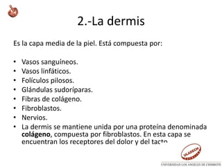 2.-La dermis
Es la capa media de la piel. Está compuesta por:
• Vasos sanguíneos.
• Vasos linfáticos.
• Folículos pilosos.
• Glándulas sudoríparas.
• Fibras de colágeno.
• Fibroblastos.
• Nervios.
• La dermis se mantiene unida por una proteína denominada
colágeno, compuesta por fibroblastos. En esta capa se
encuentran los receptores del dolor y del tacto.
 