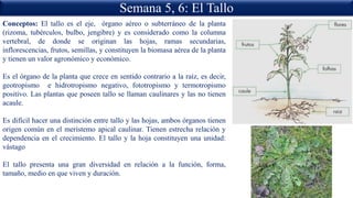 Semana 5, 6: El Tallo
Conceptos: El tallo es el eje, órgano aéreo o subterráneo de la planta
(rizoma, tubérculos, bulbo, jengibre) y es considerado como la columna
vertebral, de donde se originan las hojas, ramas secundarias,
inflorescencias, frutos, semillas, y constituyen la biomasa aérea de la planta
y tienen un valor agronómico y económico.
Es el órgano de la planta que crece en sentido contrario a la raíz, es decir,
geotropismo e hidrotropismo negativo, fototropismo y termotropismo
positivo. Las plantas que poseen tallo se llaman caulinares y las no tienen
acaule.
Es difícil hacer una distinción entre tallo y las hojas, ambos órganos tienen
origen común en el meristemo apical caulinar. Tienen estrecha relación y
dependencia en el crecimiento. El tallo y la hoja constituyen una unidad:
vástago
El tallo presenta una gran diversidad en relación a la función, forma,
tamaño, medio en que viven y duración.
 