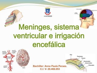 Meninges, sistema 
ventricular e irrigación 
encefálica 
Bachiller: Anna Paula Peraza. 
C.I: V- 20.466.053 
 