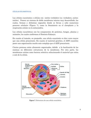 8
CÉLULAS EUCARIÓTICAS.
Las células eucariontes o células con núcleo verdadero (eu: verdadero, carion:
núcleo). Poseen un sistema de doble membrana interna muy desarrollado, las
cuales, forman y delimitan organelos donde se llevan a cabo numerosos
procesos celulares (Figura 7), como la fotosíntesis en el cloroplasto y la
respiración celular en la mitocondria.
Las células eucarióticas son los componentes de protistas, hongos, plantas y
animales, los cuales conforman el Dominio Eukarya.
En cuanto al tamaño, en promedio, una célula eucarionte es diez veces mayor
que una célula procarionte. En cuanto al material genético, el ADN eucariota
posee una organización mucho más compleja que el ADN procarionte.
Ciertos procesos están altamente organizados, debido a la localización de las
enzimas en diferentes estructuras de la membrana. Por otra parte, las
membranas actúan como barrera selectiva seleccionando el material que entra
o sale de la célula.
Figura 7. Estructura de una célula eucariótica.
 