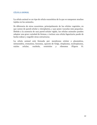 10
CÉLULA ANIMAL
La célula animal es un tipo de célula eucariótica de la que se componen muchos
tejidos en los animales.
Se diferencia de otras eucariotas, principalmente de las células vegetales, en
que carece de pared celular y cloroplastos, y que posee vacuolas más pequeñas.
Debido a la ausencia de una pared celular rígida, las células animales pueden
adoptar una gran variedad de formas, e incluso una célula fagocitaria puede de
hecho rodear y engullir otras estructuras.
La célula animal está formada por: membrana celular o plasmática,
mitocondria, cromatina, lisosoma, aparato de Golgi, citoplasma, nucleoplasma,
núcleo celular, nucléolo, centriolos y ribosoma (Figura 9).
 