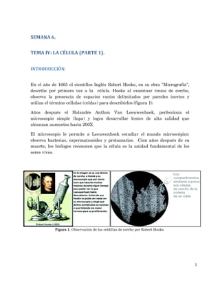 1
SEMANA 6.
TEMA IV: LA CÉLULA (PARTE 1).
INTRODUCCIÓN.
En el año de 1665 el científico Inglés Robert Hooke, en su obra "Micrografía",
describe por primera vez a la célula. Hooke al examinar trozos de corcho,
observa la presencia de espacios vacíos delimitados por paredes inertes y
utiliza el término cellulae (celdas) para describirlos (figura 1).
Años después el Holandés Anthon Van Leeuwenhoek, perfecciona el
microscopio simple (lupa) y logra desarrollar lentes de alta calidad que
alcanzan aumentos hasta 200X.
El microscopio le permite a Leeuwenhoek estudiar el mundo microscópico:
observa bacterias, espermatozoides y protozoarios. Cien años después de su
muerte, los biólogos reconocen que la célula es la unidad fundamental de los
seres vivos.
Figura 1. Observación de las celdillas de corcho por Robert Hooke.
 