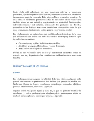3
Cada célula está delimitada por una membrana externa, la membrana
plasmática, que las separa de otras células y del medio circundante con el cual
intercambian materia y energía. Este intercambio es regulado y selectivo. De
esta forma la membrana plasmática actúa no sólo como límite celular sino
también como barrera selectiva, manteniendo su integridad (homeostasis),
independientemente del entorno, eliminando los productos de desecho,
generados en las distintas reacciones metabólicas rápidamente antes de que
estos se acumulen hasta niveles tóxicos para la supervivencia celular.
Las células poseen un metabolismo que posibilita el mantenimiento de la vida,
que para sustentarse necesita de una o más fuentes de energía y distintos tipos
de moléculas energéticas:
· Carbohidratos y lípidos. Moléculas combustibles.
· Almidón y glucógeno. Moléculas de reserva de energía.
· ATP: Moléculas energéticas de la célula.
Dentro de las reacciones para obtener y transformar diferentes forma de
energía, son muy importantes las reacciones de óxido-reducción o reacciones
REDOX.
FORMAS Y TAMAÑOS DE LAS CÉLULAS.
FORMAS.
Las células presentan una gran variabilidad de formas e incluso, algunas no la
poseen bien definida o permanente. Las formas que presentan pueden ser:
fusiformes (forma de huso), estrelladas, prismáticas, aplanadas, elípticas,
globosas o redondeadas, entre otras (figura 2).
Algunas tienen una pared rígida y otras no, lo que les permite deformar la
membrana y emitir prolongaciones citoplasmáticas (pseudópodos como en
amibas), para desplazarse o conseguir alimento (figura 2).
 