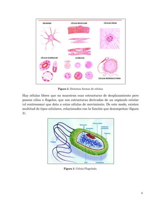 4
Figura 2. Distintas formas de células
Hay células libres que no muestran esas estructuras de desplazamiento pero
poseen cilios o flagelos, que son estructuras derivadas de un orgánulo celular
(el centrosoma) que dota a estas células de movimiento. De este modo, existen
multitud de tipos celulares, relacionados con la función que desempeñan (figura
3).
Figura 3. Célula Flagelada.
 