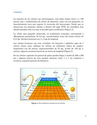 5
TAMAÑOS.
La mayoría de las células son microscópicas, casi todas miden entre 1 y 100
micras (µm = millonésimas de metro) de diámetro, como son tan pequeñas, su
descubrimiento tuvo que esperar la invención del microscopio. Desde que se
observaron las primeras células a finales del siglo XVII, los científicos han
ideado métodos cada vez más avanzados para estudiarlas (Figura 4).
La célula más pequeña observada, en condiciones normales, corresponde a
Mycoplasma genitalium, de 0,2 μ
m, encontrándose cerca del límite teórico de
0,17 μ
m. Existen bacterias con 1 y 2 μ
m de longitud.
Las células humanas son muy variables: los hematíes o glóbulos rojos de 7
micras (hasta cinco millones de células un milímetro cúbico de sangre),
hepatocitos con 20 micras, espermatozoides de 53 μ
m, óvulos de 150 μ
m e,
incluso, algunas neuronas hasta de un metro de longitud (Figura 5).
En las células vegetales los granos de polen pueden llegar a medir de 200 a 300
μ
m y algunos huevos de aves pueden alcanzar entre 1 y 7 cm (codorniz y
avestruz, respectivamente) de diámetro.
Figura 4. Diversidad de tamaño de las células.
 