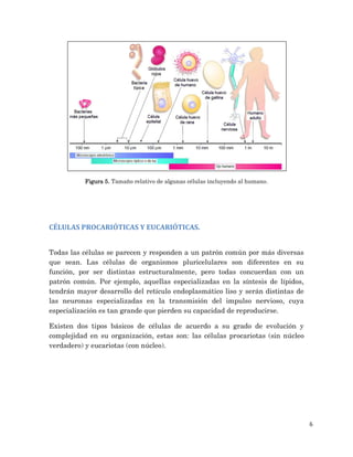 6
Figura 5. Tamaño relativo de algunas células incluyendo al humano.
CÉLULAS PROCARIÓTICAS Y EUCARIÓTICAS.
Todas las células se parecen y responden a un patrón común por más diversas
que sean. Las células de organismos pluricelulares son diferentes en su
función, por ser distintas estructuralmente, pero todas concuerdan con un
patrón común. Por ejemplo, aquellas especializadas en la síntesis de lípidos,
tendrán mayor desarrollo del retículo endoplasmático liso y serán distintas de
las neuronas especializadas en la transmisión del impulso nervioso, cuya
especialización es tan grande que pierden su capacidad de reproducirse.
Existen dos tipos básicos de células de acuerdo a su grado de evolución y
complejidad en su organización, estas son: las células procariotas (sin núcleo
verdadero) y eucariotas (con núcleo).
 