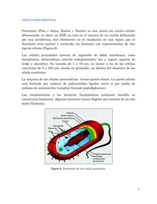 7
CÉLULAS PROCARIÓTICAS.
Procariota (Pros = Antes, Karion = Núcleo) es una célula sin núcleo celular
diferenciado, es decir, su ADN no está en el interior de un núcleo delimitado
por una membrana, sino libremente en el citoplasma en una región que se
denomina área nuclear o nucleoide; las bacterias son representantes de este
tipo de células (Figura 6).
Las células procariotas carecen de organelos de doble membrana, como
cloroplastos, mitocondrias, retículo endoplasmático liso y rugoso, aparato de
Golgi y plastidios. Su tamaño de 1 a 10 µm, es menor a los de las células
eucariotas de 5 a 100 µm; siendo en promedio, un décimo del diámetro de las
célula eucariotas.
La mayoría de las células procarióticas tienen pared celular. La pared celular
está formada por cadenas de polisacáridos ligadas entre sí por medio de
cadenas de aminoácidos (complejo llamado peptidoglucano).
Las cianobacterias y las bacterias fotosintéticas contienen clorofila en
estructuras laminares. Algunas bacterias tienen flagelos que constan de un solo
micro filamento.
Figura 6. Estructura de una célula procariota.
 