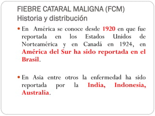 FIEBRE CATARAL MALIGNA (FCM)
Historia y distribución
 En América se conoce desde 1920 en que fue
reportada en los Estados Unidos de
Norteamérica y en Canadá en 1924, en
América del Sur ha sido reportada en el
Brasil.
 En Asia entre otros la enfermedad ha sido
reportada por la India, Indonesia,
Australia.
 