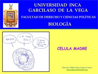 Docente: Hilda Elena Gómez Cortez [email_address] CELULA MADRE FACULTAD DE DERECHO Y CIENCIAS POLÍTICAS UNIVERSIDAD  INCA  GARCILASO  DE  LA  VEGA BIOLOGÍA 