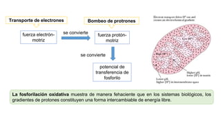 SEMANA 7. Efecto de los inhibidores en la cadena respiratoria.pptx