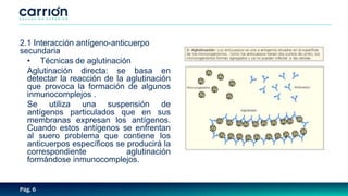 Pág. 6
2.1 Interacción antígeno-anticuerpo
secundaria
• Técnicas de aglutinación
Aglutinación directa: se basa en
detectar la reacción de la aglutinación
que provoca la formación de algunos
inmunocomplejos .
Se utiliza una suspensión de
antígenos particulados que en sus
membranas expresan los antígenos.
Cuando estos antígenos se enfrentan
al suero problema que contiene los
anticuerpos específicos se producirá la
correspondiente aglutinación
formándose inmunocomplejos.
 