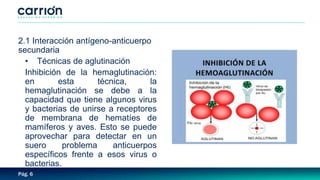 Pág. 6
2.1 Interacción antígeno-anticuerpo
secundaria
• Técnicas de aglutinación
Inhibición de la hemaglutinación:
en esta técnica, la
hemaglutinación se debe a la
capacidad que tiene algunos virus
y bacterias de unirse a receptores
de membrana de hematíes de
mamíferos y aves. Esto se puede
aprovechar para detectar en un
suero problema anticuerpos
específicos frente a esos virus o
bacterias.
 