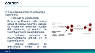 Pág. 6
2.1 Interacción antígeno-anticuerpo
secundaria
• Técnicas de aglutinación
Prueba de Coombs: esta prueba
utiliza el reactivo Coombs, cuando
se incuba con eritrocitos lavados
del pacientes, el reactivo de
Coombs provoca su aglutinación.
Indirecta: detección de
inmunoglobulina anti-Rh en el
suero materno.
Directa: detección de
anticuerpos unidos a los
eritrocitos.
 