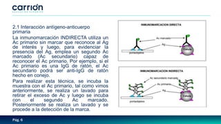 Pág. 6
2.1 Interacción antígeno-anticuerpo
primaria
La inmunomarcación INDIRECTA utiliza un
Ac primario sin marcar que reconoce al Ag
de interés y luego, para evidenciar la
presencia del Ag, emplea un segundo Ac
marcado (Ac secundario) capaz de
reconocer el Ac primario. Por ejemplo, si el
Ac primario es una IgG de ratón, el Ac
secundario podrá ser anti-IgG de ratón
hecho en conejo.
Para realizar esta técnica, se incuba la
muestra con el Ac primario, tal como vimos
anteriormente, se realiza un lavado para
retirar el exceso de Ac y luego se incuba
con el segundo Ac marcado.
Posteriormente se realiza un lavado y se
procede a la detección de la marca.
 