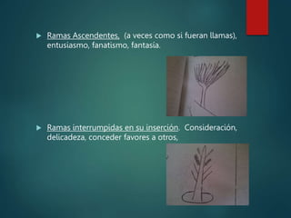  Ramas Ascendentes, (a veces como si fueran llamas),
entusiasmo, fanatismo, fantasía.
 Ramas interrumpidas en su inserción. Consideración,
delicadeza, conceder favores a otros,
 