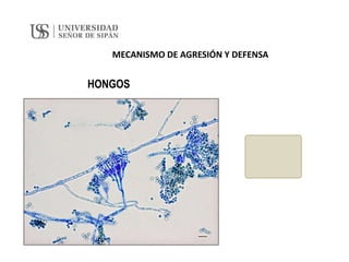 MECANISMO DE AGRESIÓN Y DEFENSA
HONGOS
 