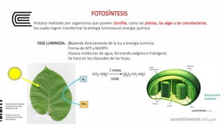 ucontinental.edu.pe
FOTOSÍNTESIS
Proceso realizado por organismos que poseen clorofila, como las plantas, las algas y las cianobacterias,
los cuales logran transformar la energía luminosa en energía química
FASE LUMINOSA: .Depende directamente de la luz o energía lumínica
. Forma de ATP y NADPH.
. Disocia moléculas de agua, formando oxígeno e hidrógeno
. Se hace en los tilacoides de las hojas.
 