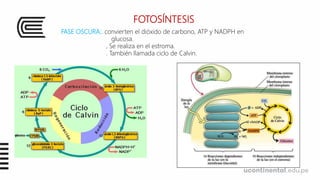 FOTOSÍNTESIS
FASE OSCURA:. convierten el dióxido de carbono, ATP y NADPH en
glucosa.
. Se realiza en el estroma.
. También llamada ciclo de Calvin.
 