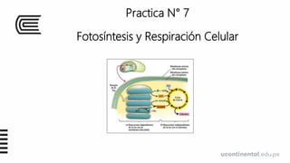 Practica N° 7
Fotosíntesis y Respiración Celular
 